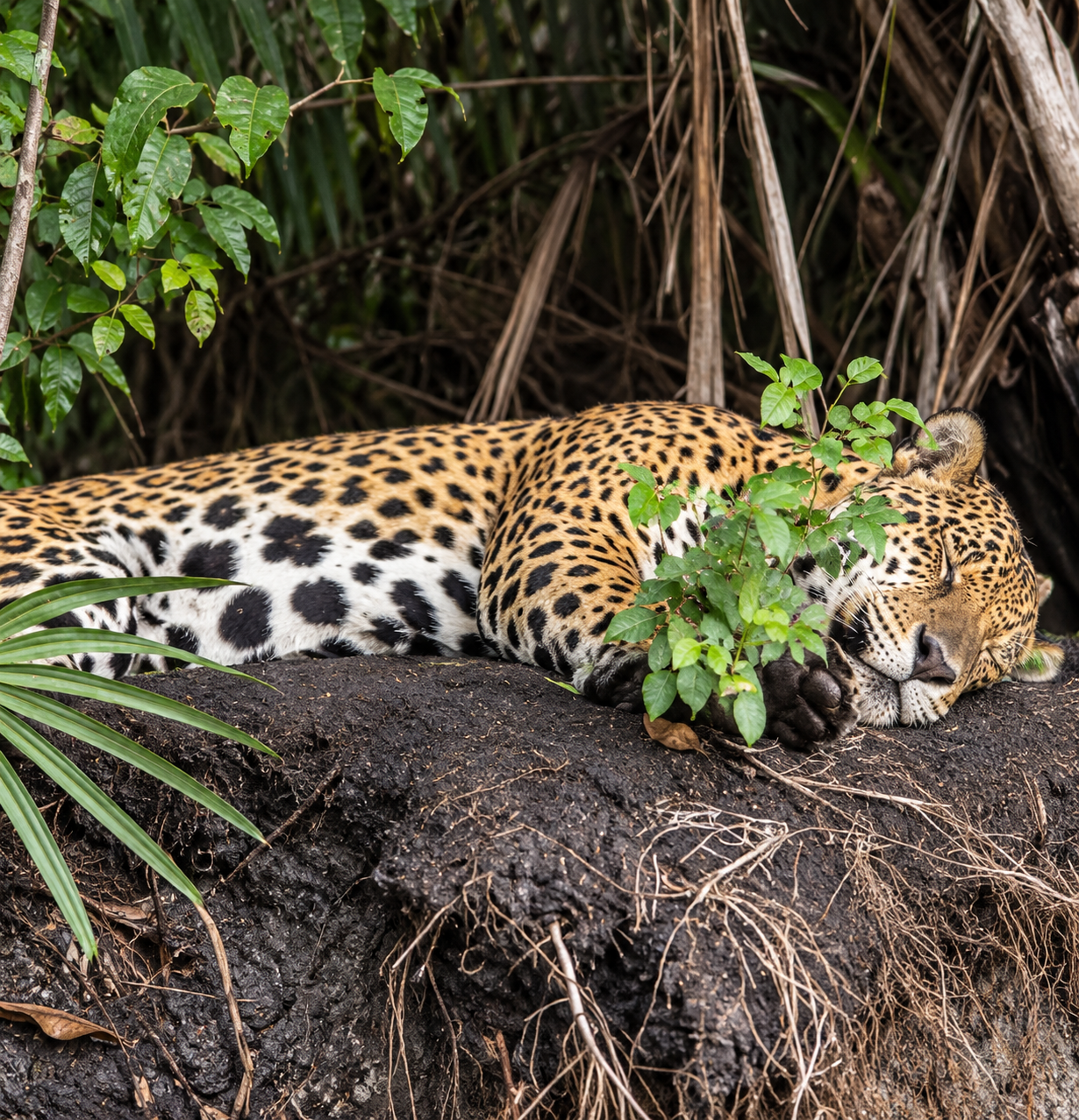 Jaguar resting on a riverbank in the Pantanal