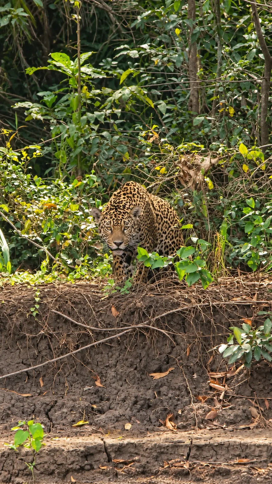 Jaguar in the Pantanal