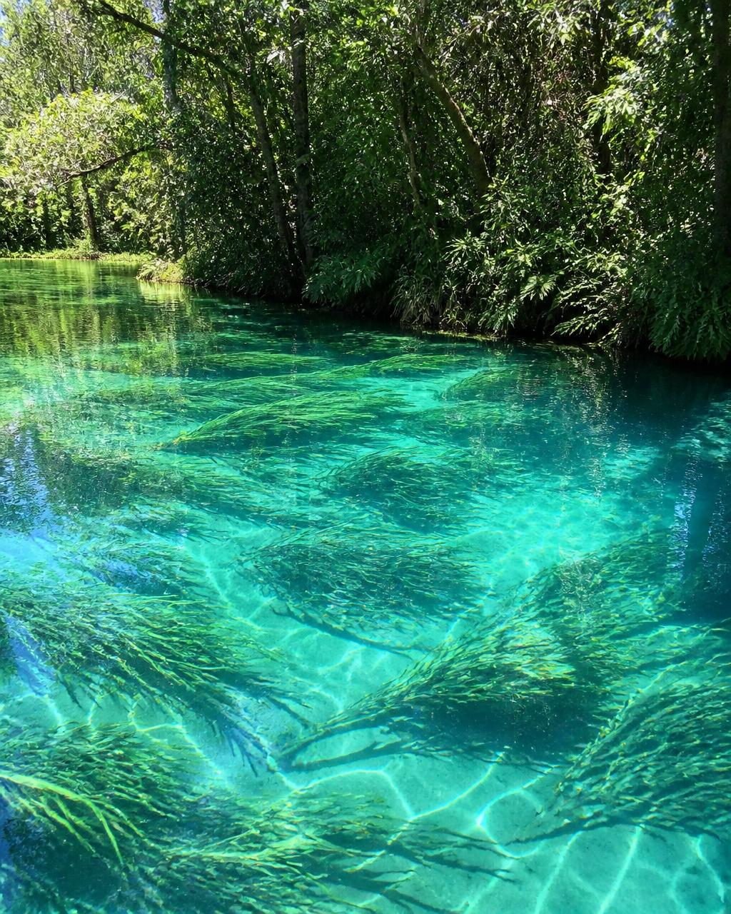 Bonito