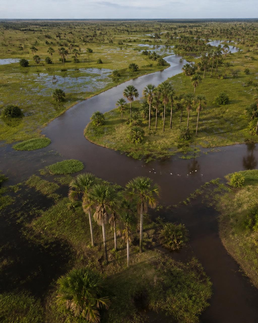 Pantanal