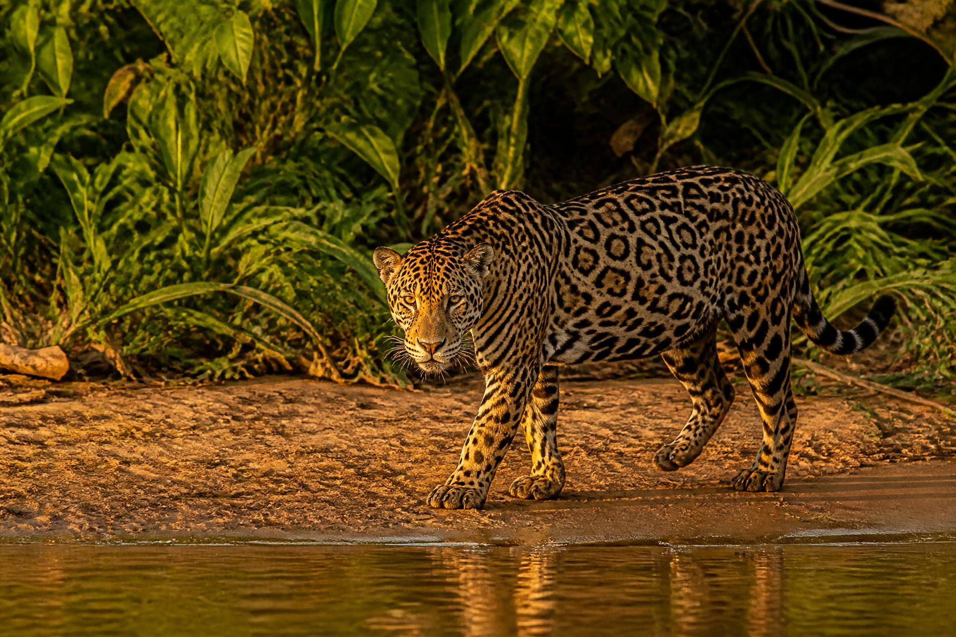 The Pantanal